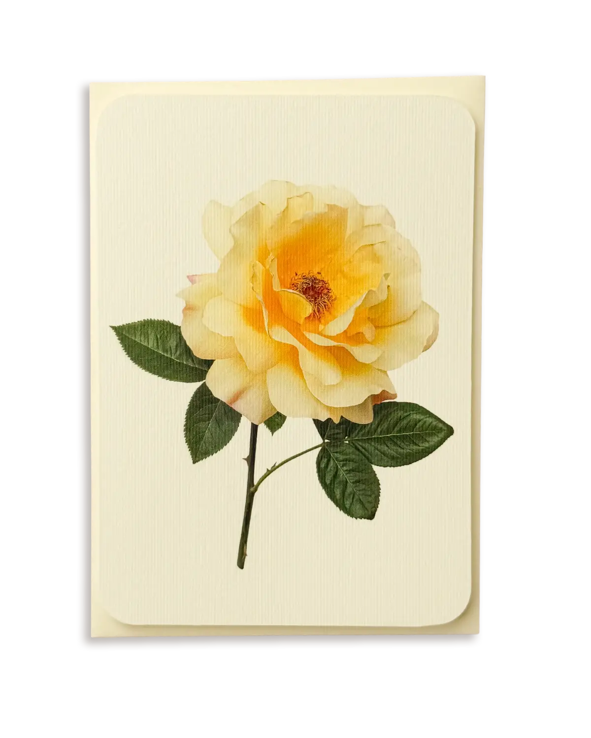 Vanilla Rose Greeting Card | Birthday Card