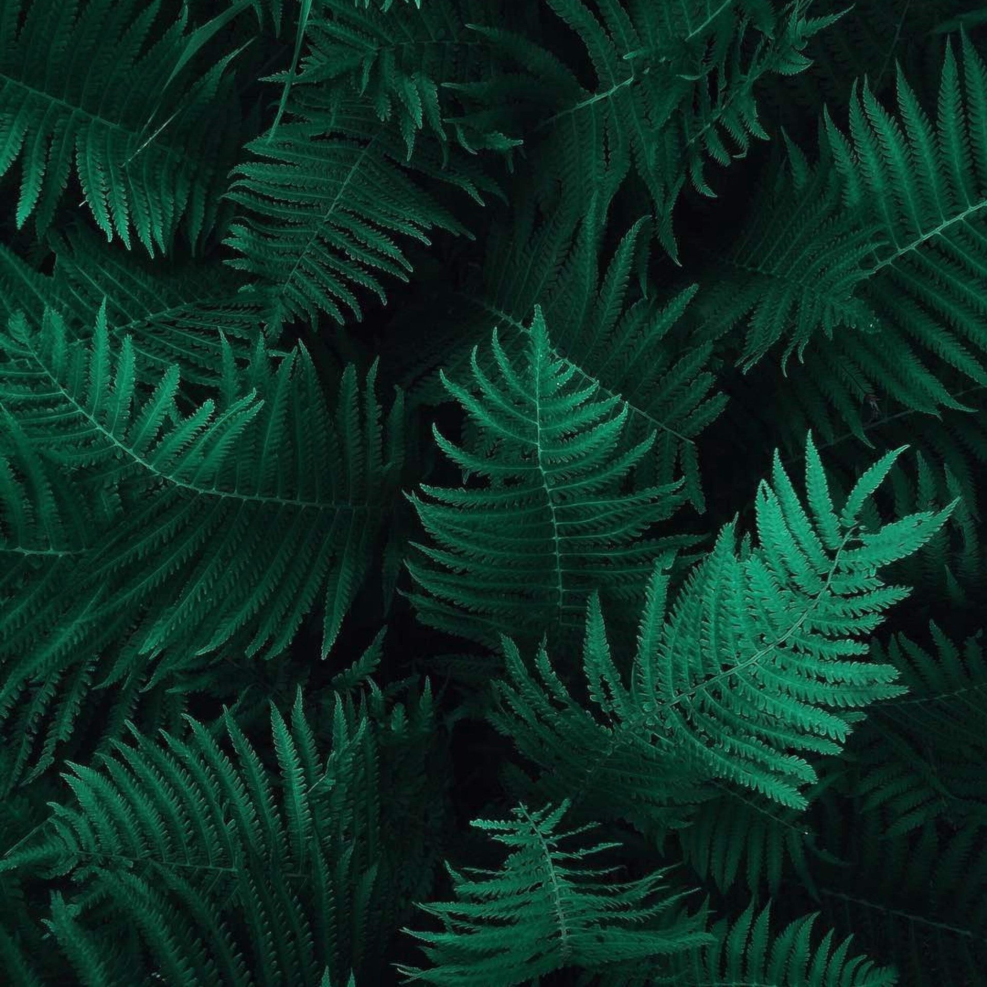 What is a Fougere Perfume ? – Angela Flanders Perfumery