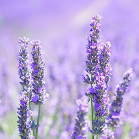 Ingredient Focus : Lavender