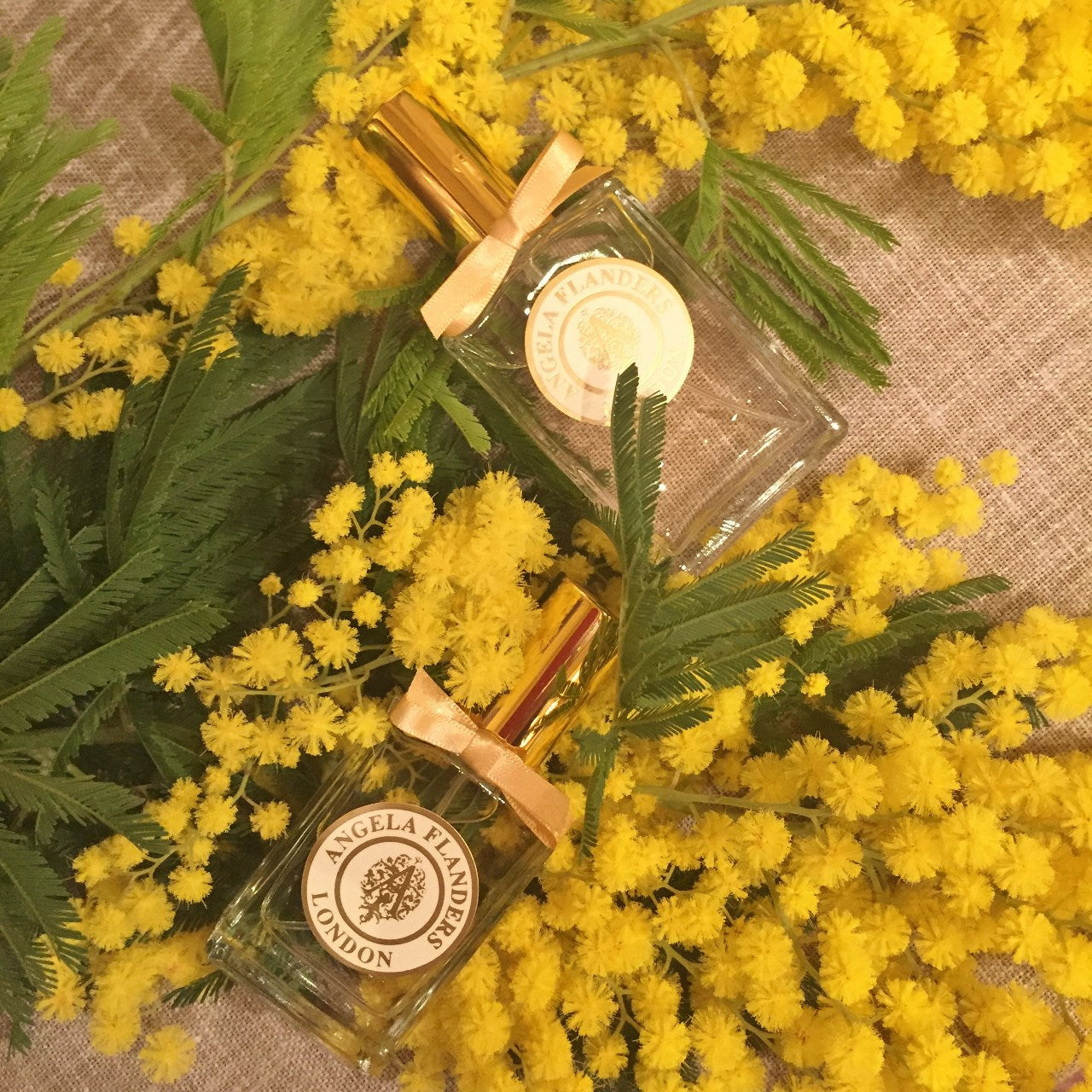 Fragrance Focus: Mimosa