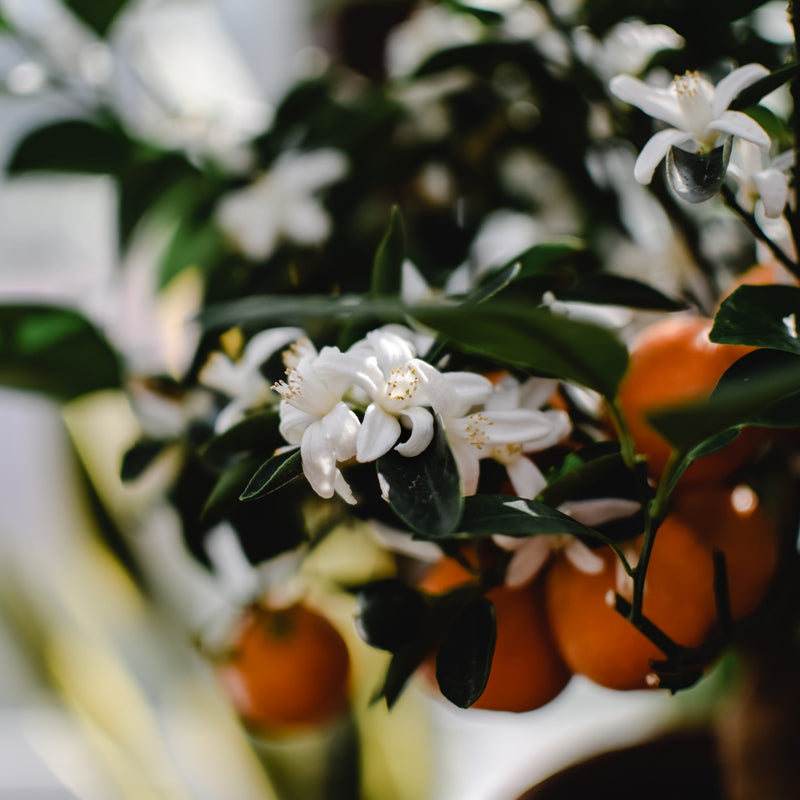 Ingredient Focus: Neroli & Orange Blossom