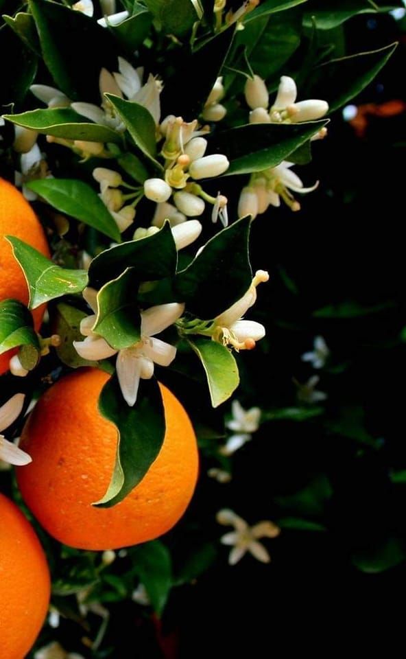 orange blossom on the tree with fruit