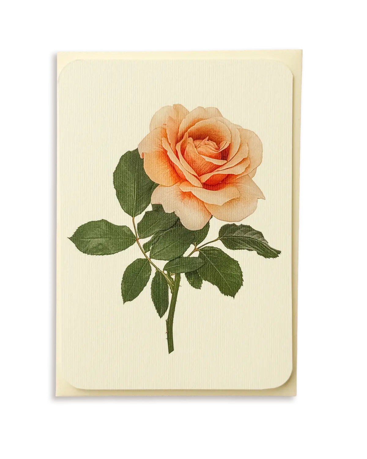 Dusky Rose Greeting Card | Birthday Card