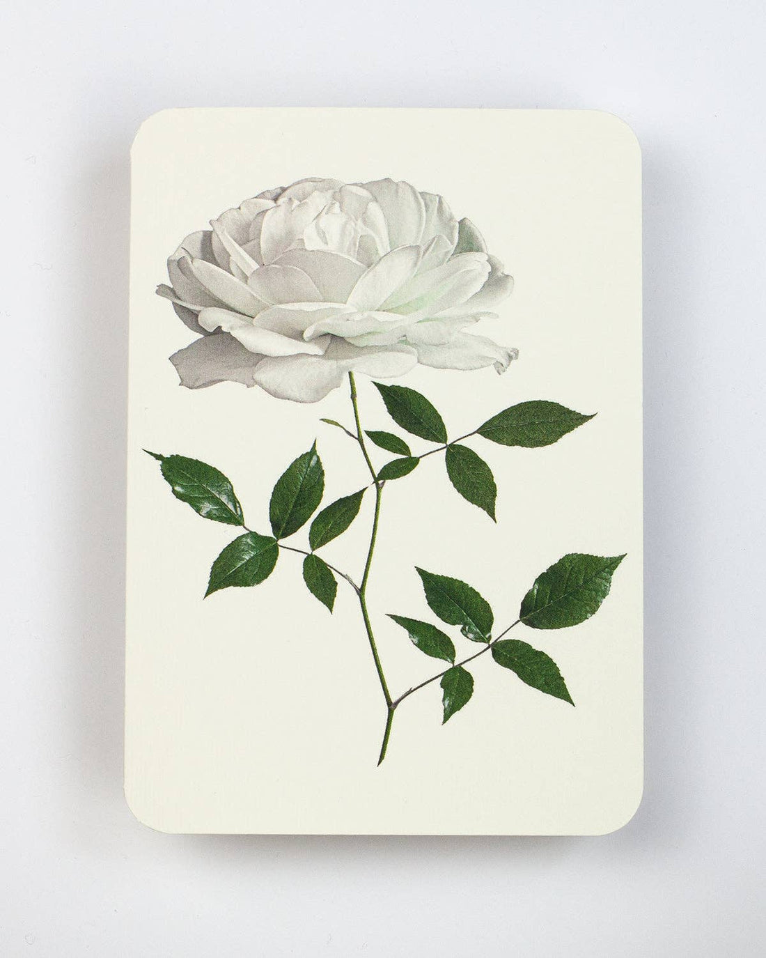 White Rose Notecard