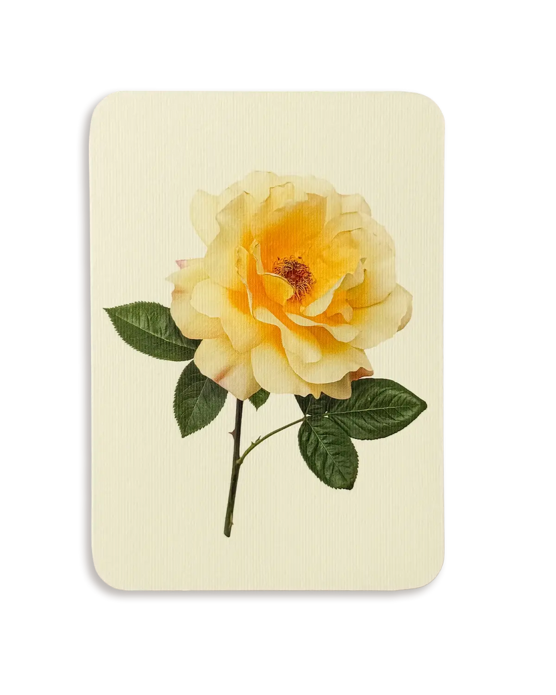 Vanilla Rose Greeting Card | Birthday Card