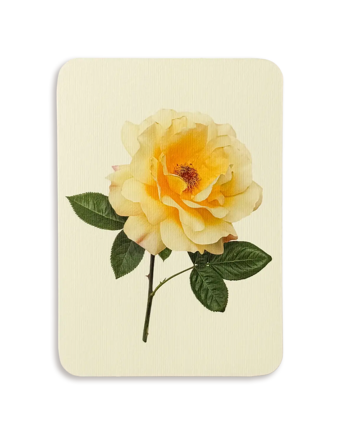 Vanilla Rose Greeting Card | Birthday Card