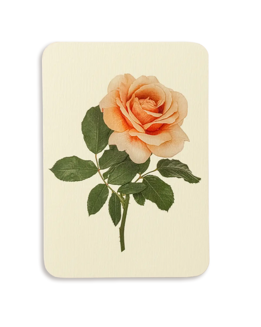 Dusky Rose Greeting Card | Birthday Card