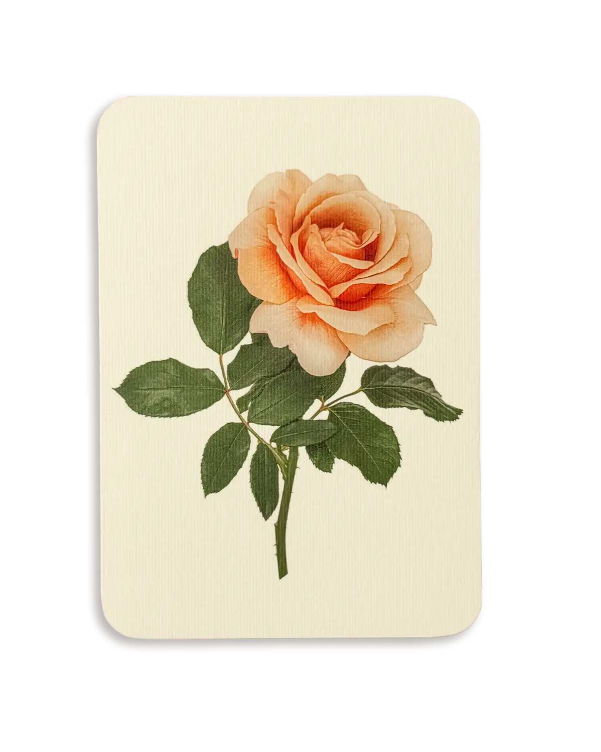 Dusky Rose Greeting Card | Birthday Card