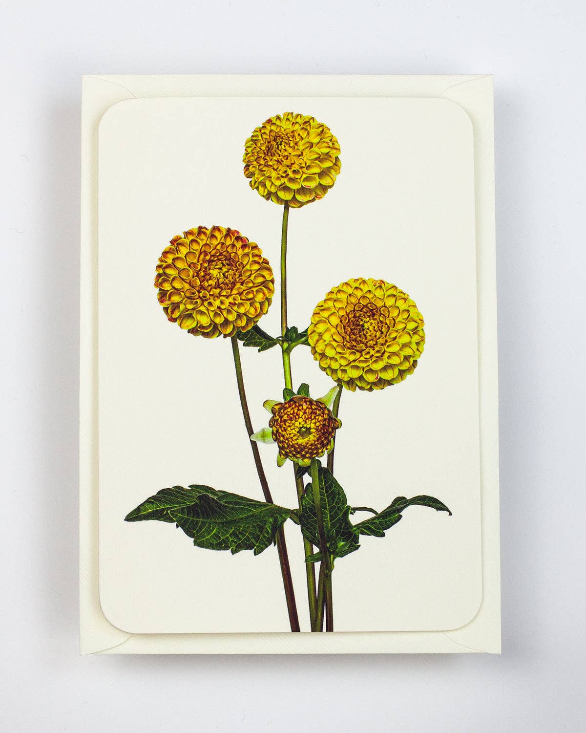 Dahlia Notecard