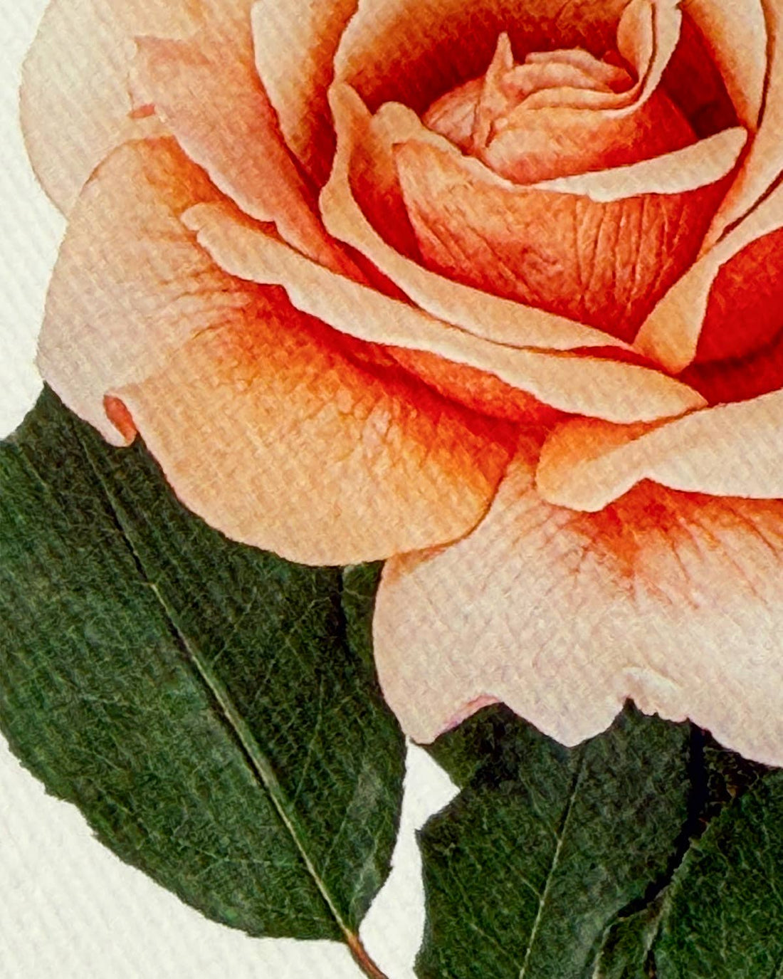 Dusky Rose Greeting Card | Birthday Card